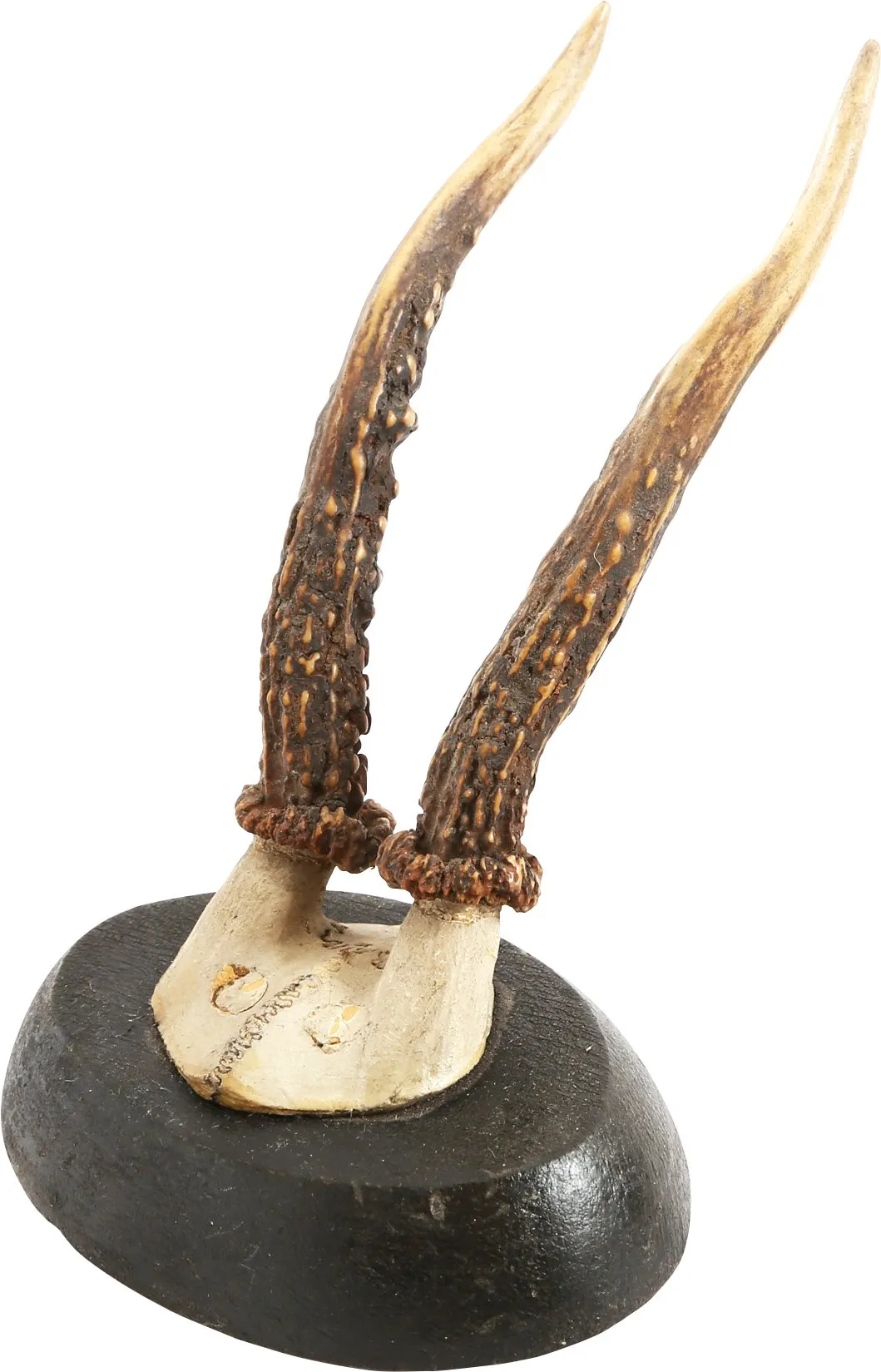 ROE DEER MOUNTS FROM A BOHEMENIAN HUNTING LODGE