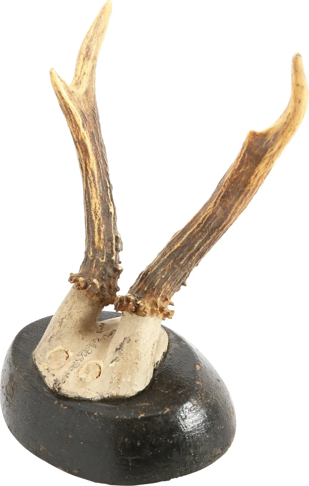 ROE DEER MOUNTS FROM A BOHEMENIAN HUNTING LODGE