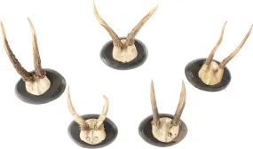 ROE DEER MOUNTS FROM A BOHEMENIAN HUNTING LODGE