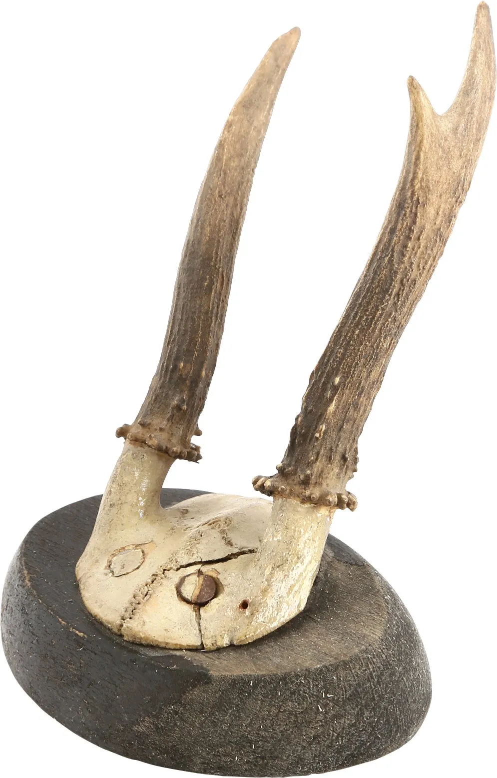 ROE DEER MOUNTS FROM A BOHEMENIAN HUNTING LODGE